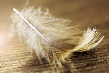 feather of a bird on a wooden background