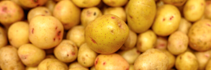 a pile of vegetables washed yellow potatoes as background. banner