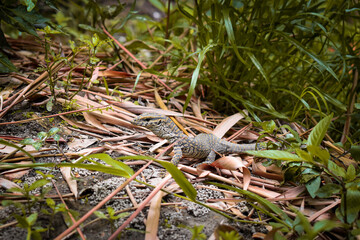 guisap, lizard on the ground