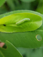 Beet armyworm (Spodoptera exigua) injure on peanut.