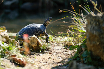 

beautiful turtle on a stone by the water