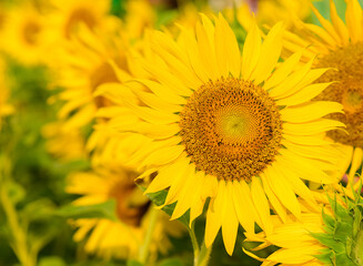 Obraz premium sun flower