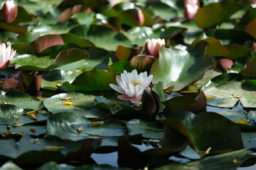 
white lily blossomed nan water
