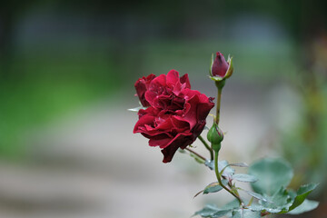 
beautiful red rose on a blurry green background