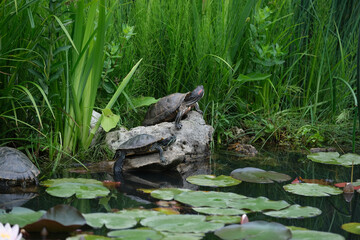 
two turtles on a grass background