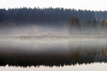 Bulrush and forest in the backlight are reflected in the water of the lake.