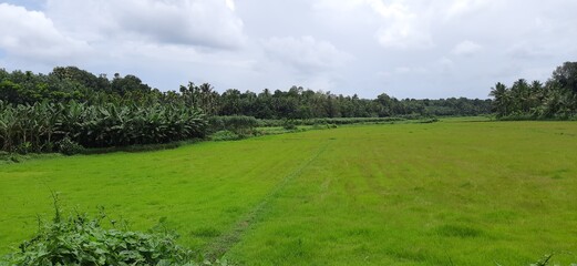 Nature, Thammanimattom, kerala 
