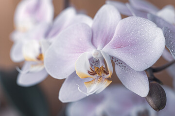 Beautiful delicate orchid flowers shot in soft light 