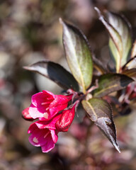 Fototapeta premium Weigela, Weigela florida