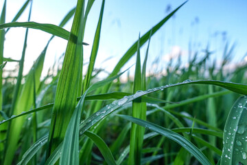 Green grass with large drops of water on the leaves