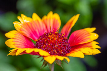 flower gaillardia aristata close up
