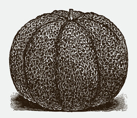 Muskmelon variety in frontal view, lying on the ground, after a historical engraving from the early 20th century