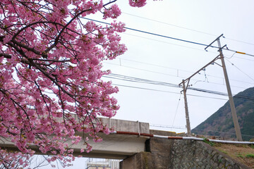 静岡県の河津桜