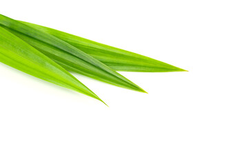 Isolated fresh green pandan leaves on white background