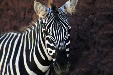 zebra