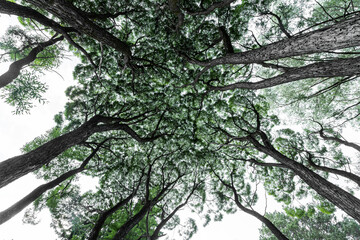 Classic view of coniferous and deciduous forest on a beautiful sunny day with green meadows, bottom view