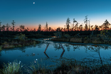 Fototapeta na wymiar sunset over the swamp