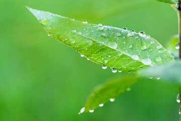 green fresh grass dew drops photo for abstract background. selective focus macro bokeh