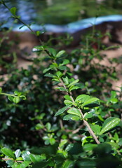 ฺฺBright sunlight, shining on green leaves, with a blurred background