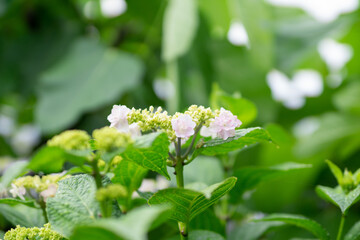 満開の紫陽花