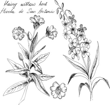 Hand-drawn botanical illustration of Hairy willowherb. Each element is isolated. Very easy to edit for any of your projects. Vector illustration