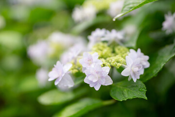 満開の紫陽花