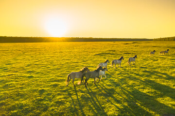 silhouette of a horse in field