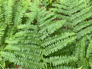 green fern leaves
