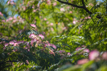 Albizia julibrissin flowers close-up as a background. Persian silk tree with bright pink flowers. Beautiful floral background with blurred green nature garden view