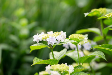 満開の紫陽花