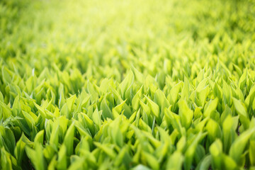 Green grass background. Lilies of the valley with sunny glare. The far background is blurred.