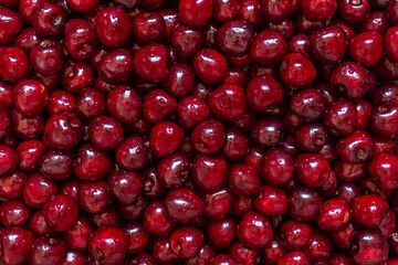 A lot of wet red cherry with drops of water without twigs