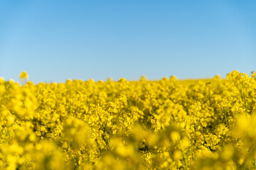 rapeseed field in spring