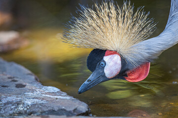 Fototapeta premium Portrait of a beautiful crowned crane bird backlit by the sun. Tropical and exotic portrait