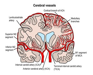 cerebral blood vessel supplying human' brain.