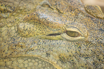 Alligator or crocodile concept. Eye of alligator and teeth on head. Eye is bright golden beautiful color. Crocodile is dangerous animals and large aquatic reptiles. Animal portrait with eyes and skin