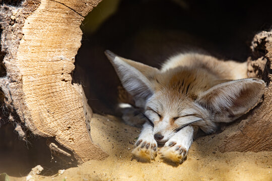 Sleeping baby fennec fox or dessert fox. Cute animal or wildlife portrait