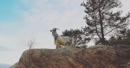 meerkat on the rock
