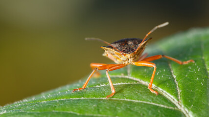Red-legged shieldbug on green leaf