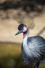 Portrait of a beautiful crowned crane bird backlit by the sun. Tropical and exotic portrait