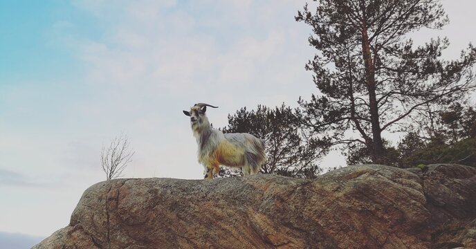 meerkat on the rock