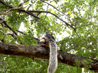 sri Lankan squirrel on the three 