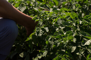 farmer holds in his hands a bush of young yellow potatoes, harvesting, seasonal work in the field, fresh vegetables, agro-culture, farming, close-up, good harvest, detox, vegetarian food