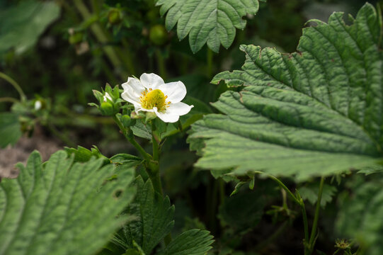 Blooming Strawberry. Fragaria Chiloensis. Becoming Strawberry