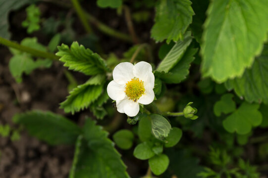 Blooming Strawberry. Fragaria Chiloensis. Becoming Strawberry