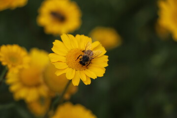 Bee on daisy daisy flower collecting pollen