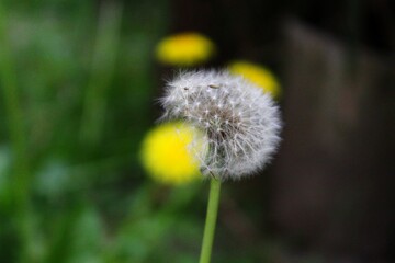 Dandelion flower, white, with a yellow flower in the background