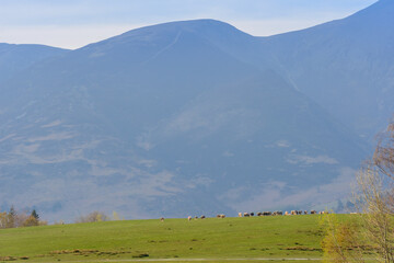 Obraz premium Sheep grazing by Derwentwater in Crow Park, Keswick, Lake District National Park, Cumbria, England, with Skiddaw mountain in the background, in April.