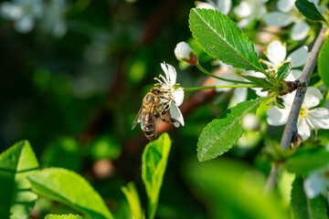 A bee pollinates an apple tree, flies near a flower on a sunny day in spring.