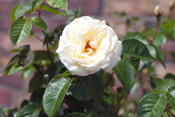 Close up shot of a beautiful white Rose named “White Cover” in bloom and in soft focus against...